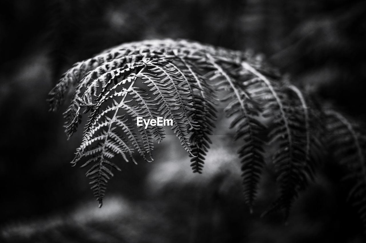 Close-up of fern leaves