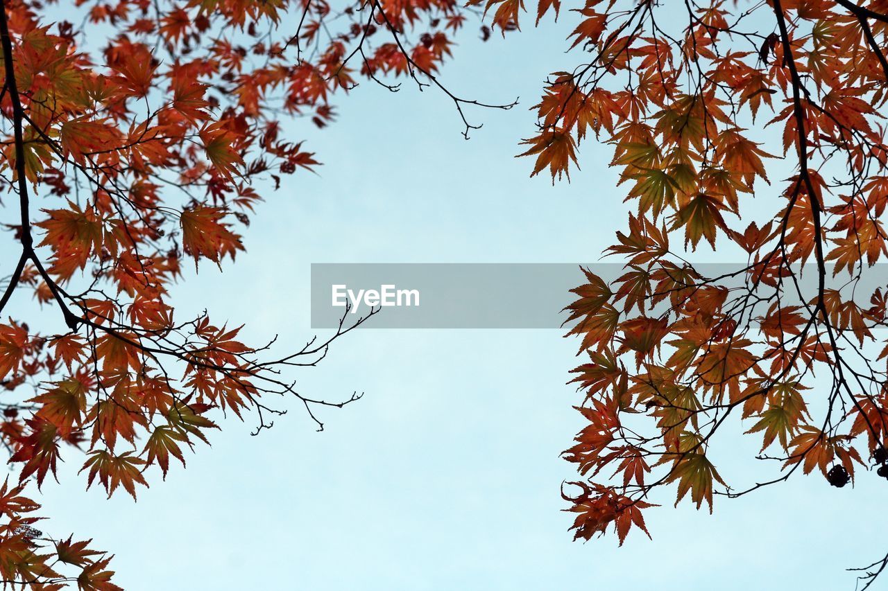 Low angle view of autumnal tree against clear sky