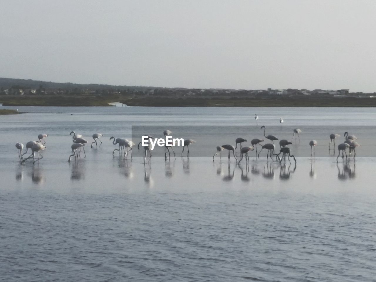 FLOCK OF BIRDS ON WATER