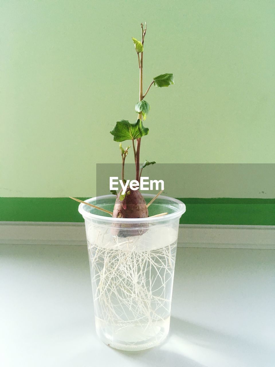 Potted plant on table at home