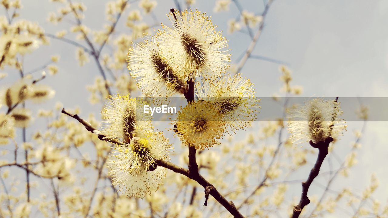 Close-up of yellow flowering plant