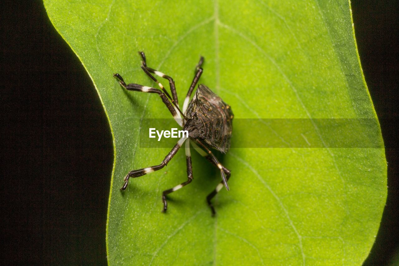 Close-up of insect on leaf