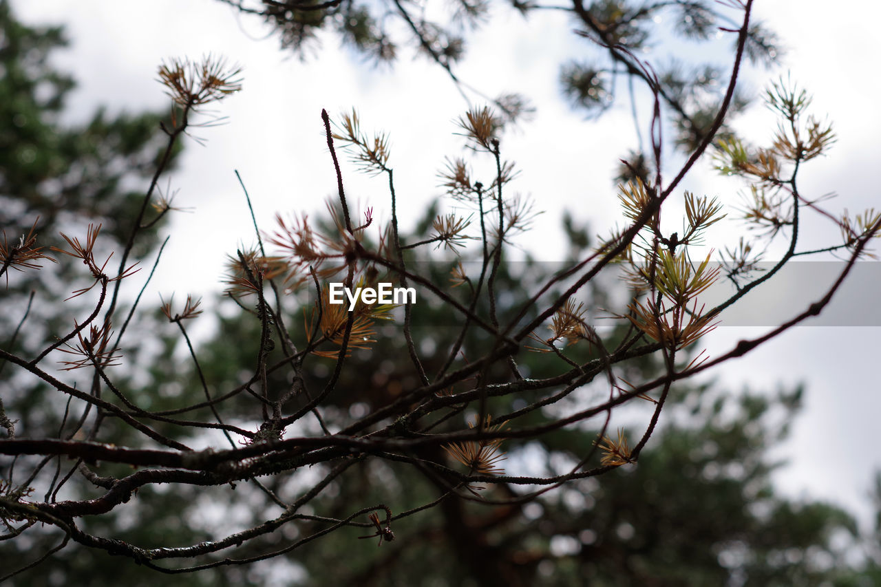 Low angle view of flowering plant against sky