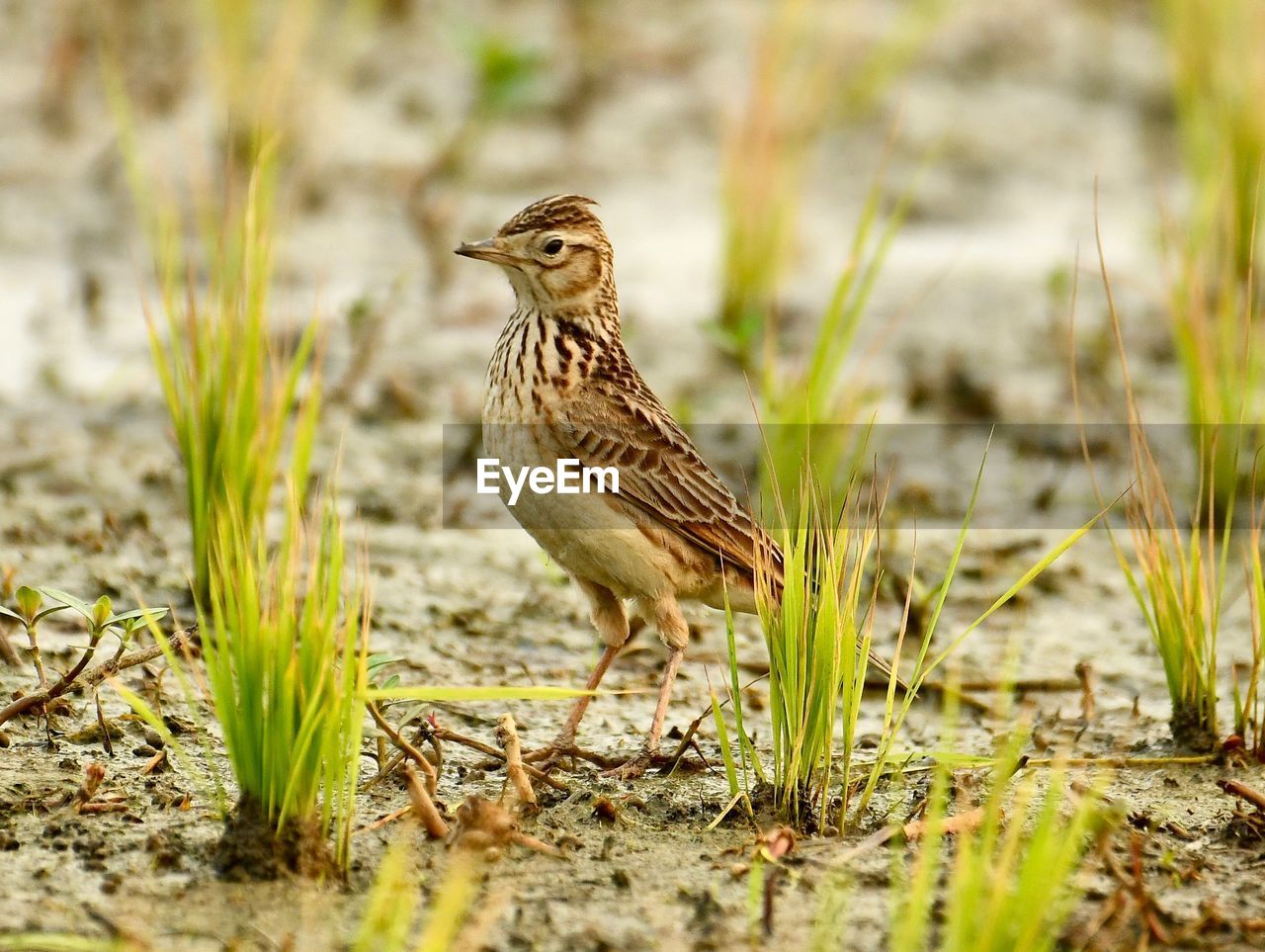 BIRD ON A FIELD