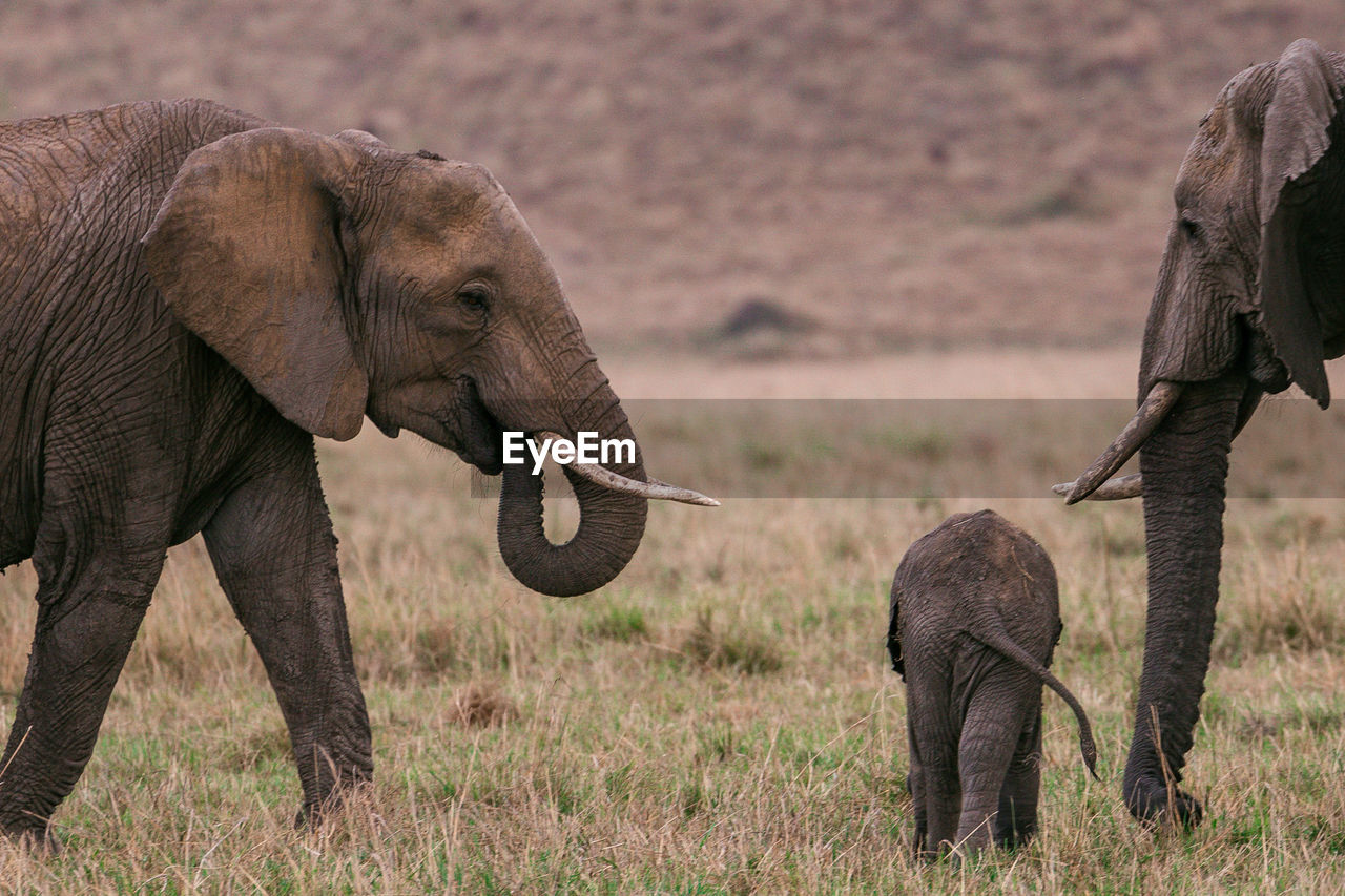 Elephant and the calf strolling on the savannah filed in the maasai mara national reserve park narok