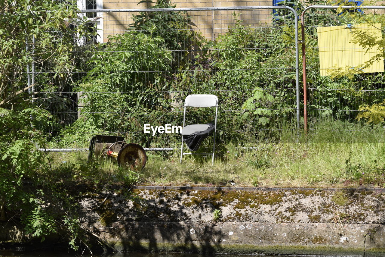 COW AND PLANTS BY WATER