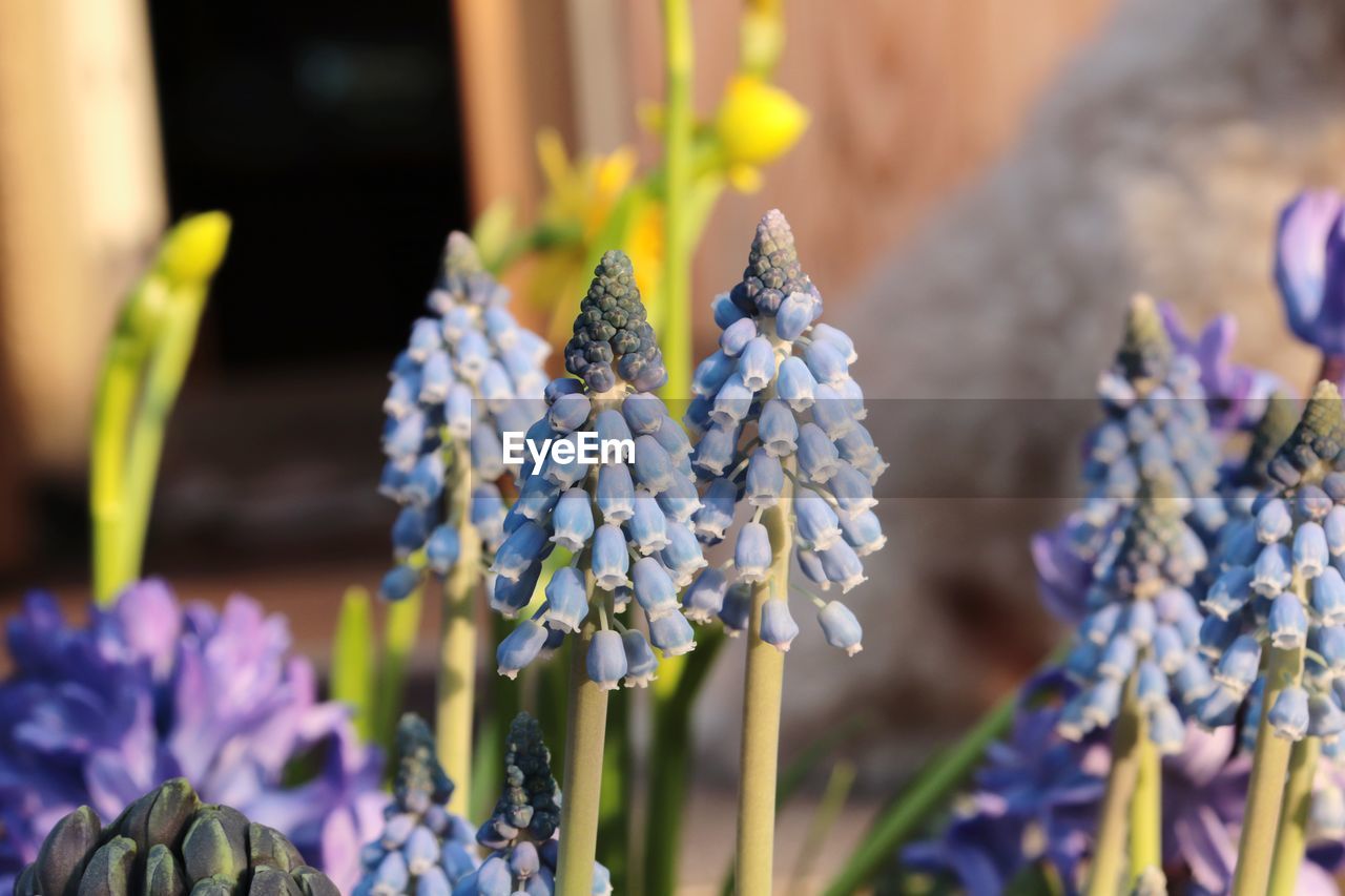 CLOSE-UP OF FRESH PURPLE FLOWERING PLANT