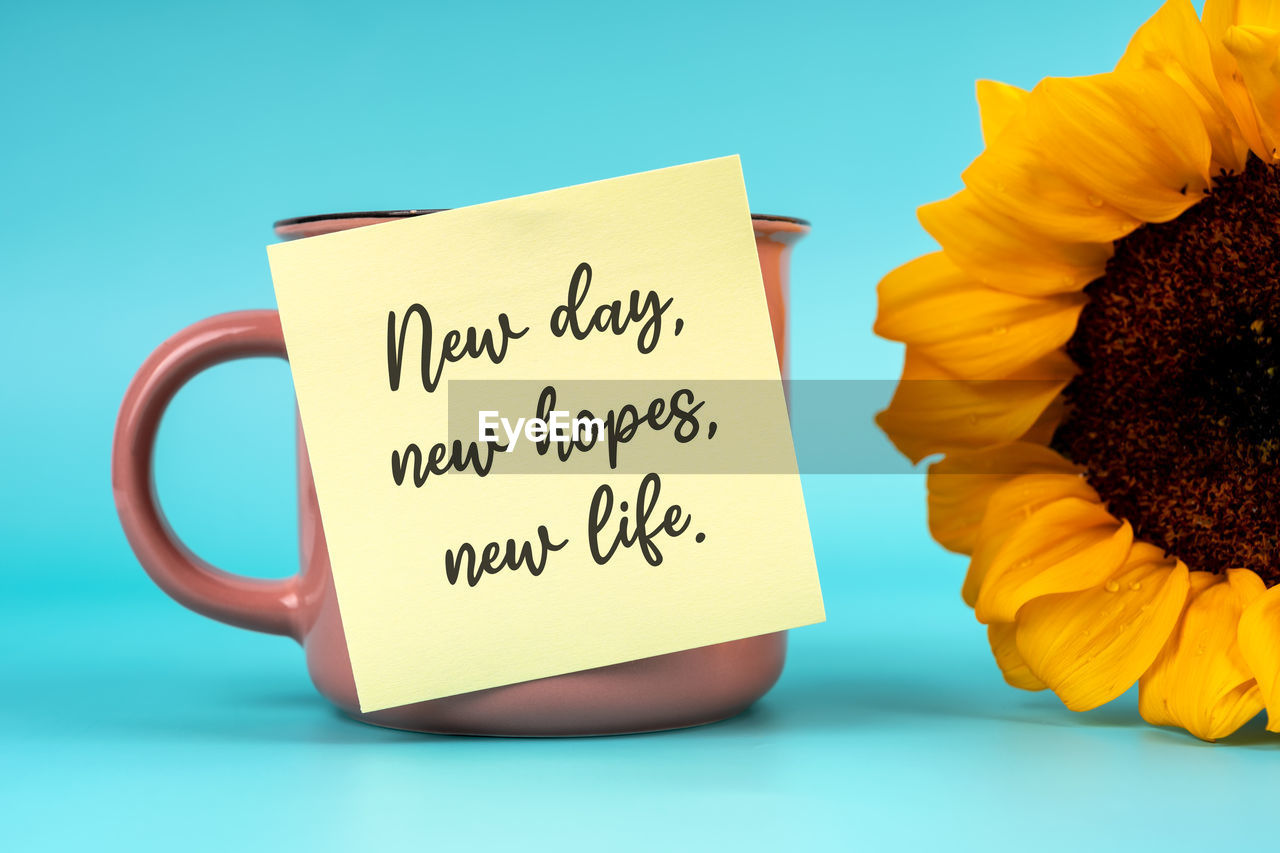 flower, yellow, text, communication, blue, flowering plant, colored background, studio shot, plant, font, no people, indoors, blue background, food and drink