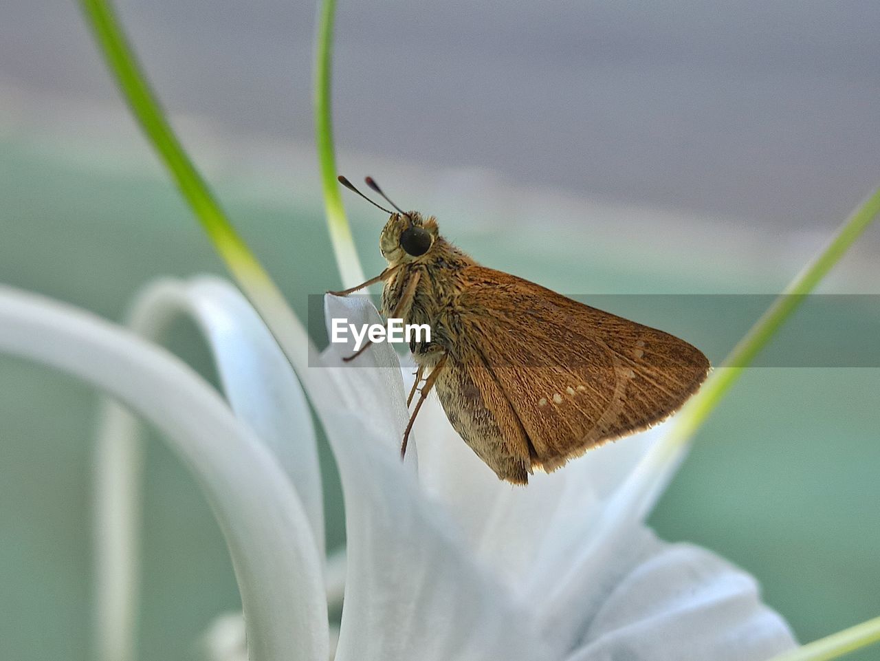 animal themes, animal wildlife, insect, animal, one animal, wildlife, nature, beauty in nature, macro photography, close-up, animal wing, butterfly, moths and butterflies, flower, plant, animal body part, fragility, flowering plant, plant stem, no people, macro, focus on foreground, perching, green, freshness, animal antenna, outdoors, side view, magnification, selective focus, full length, day, leaf, wing
