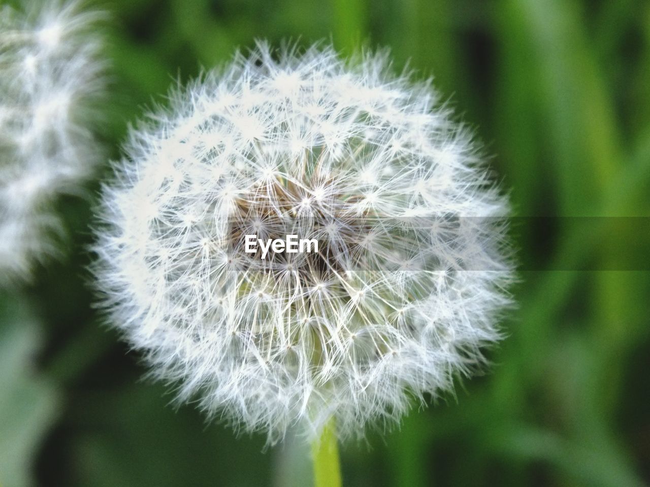 Close-up of dandelion flower