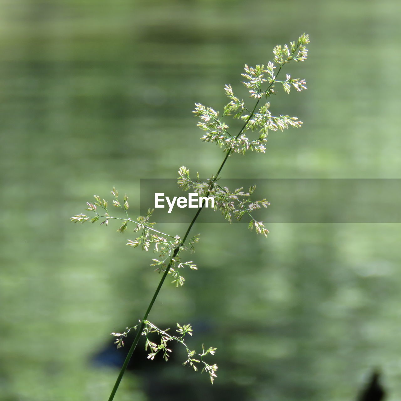 Close-up of flowering plant