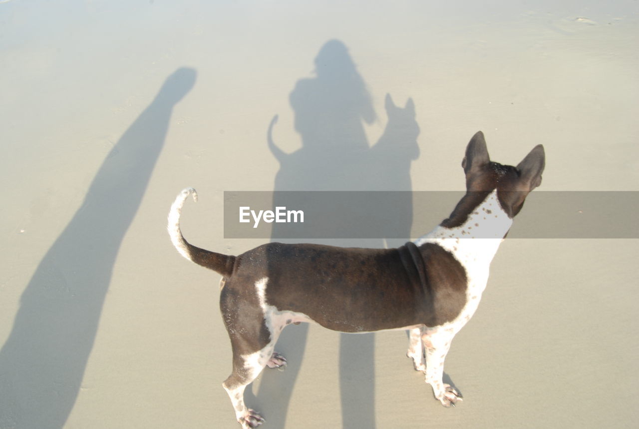 DOG STANDING ON BEACH AGAINST SHADOW