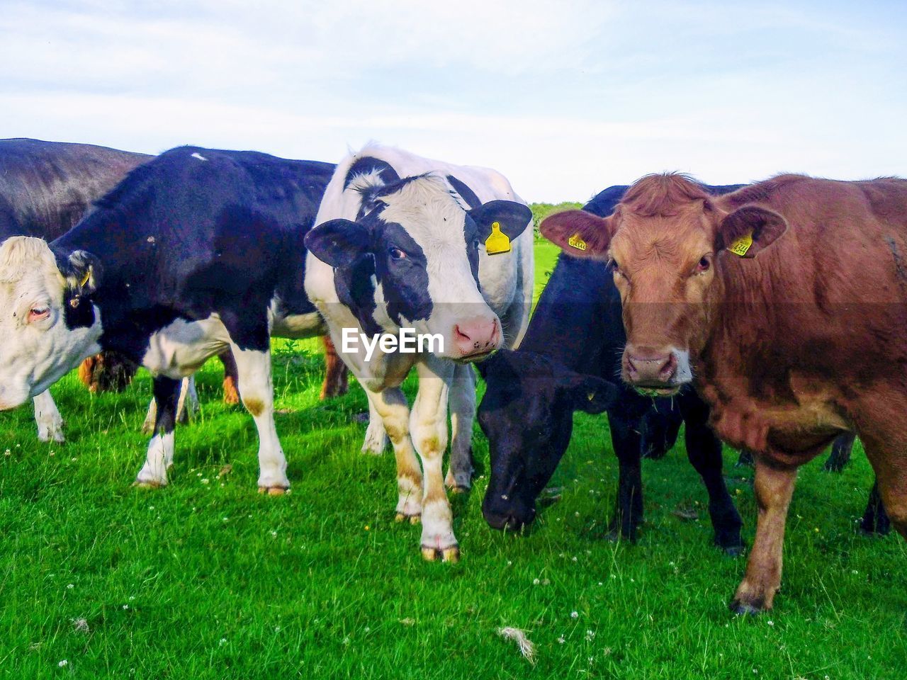 mammal, animal, animal themes, domestic animals, livestock, pasture, dairy cow, grass, group of animals, cattle, pet, cow, agriculture, plant, nature, field, land, landscape, grazing, farm, meadow, rural scene, no people, domestic cattle, grassland, environment, plain, sky, rural area, green, dairy farm, outdoors, day, cloud, animal wildlife, standing, livestock tag, herd, natural environment, medium group of animals, food, calf