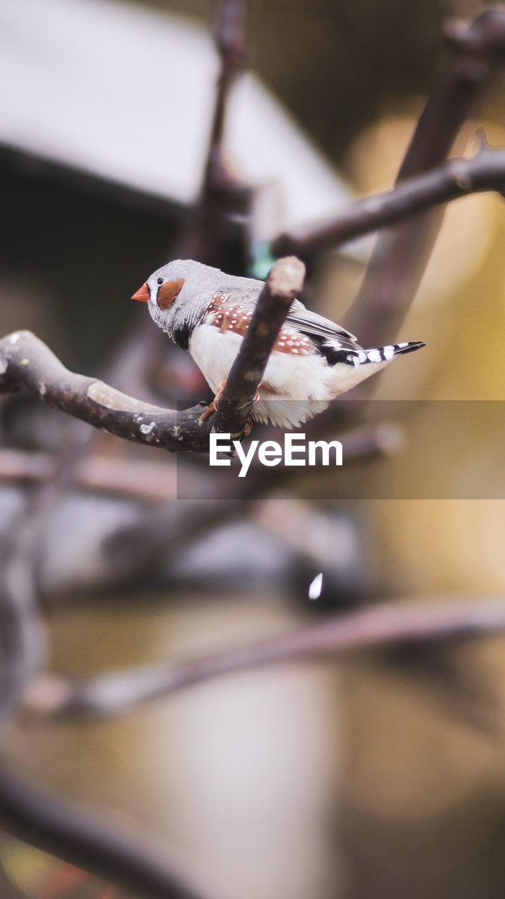 Close-up of bird perching on branch