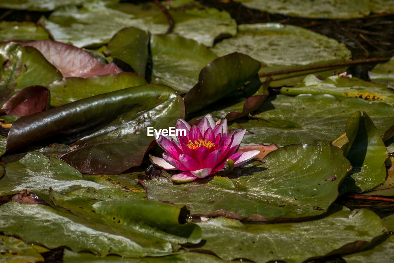 CLOSE-UP OF WATER LILY