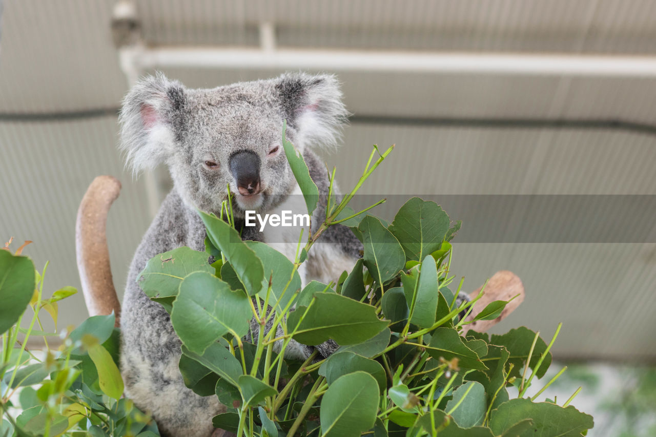 koala, animal themes, animal, mammal, one animal, leaf, animal wildlife, plant part, plant, nature, no people, wildlife, portrait, cute, outdoors, looking at camera, day, young animal