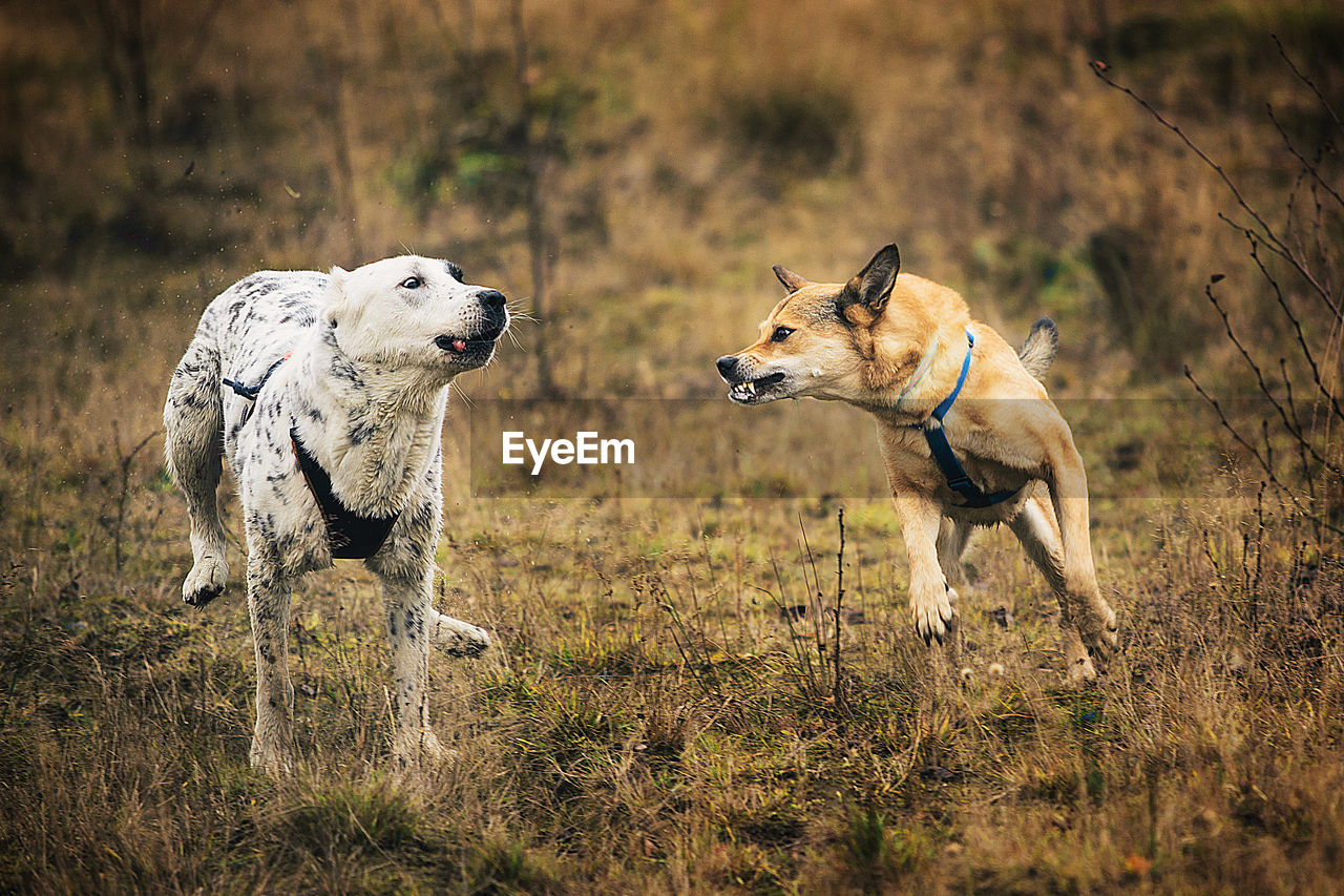 DOG RUNNING IN FIELD