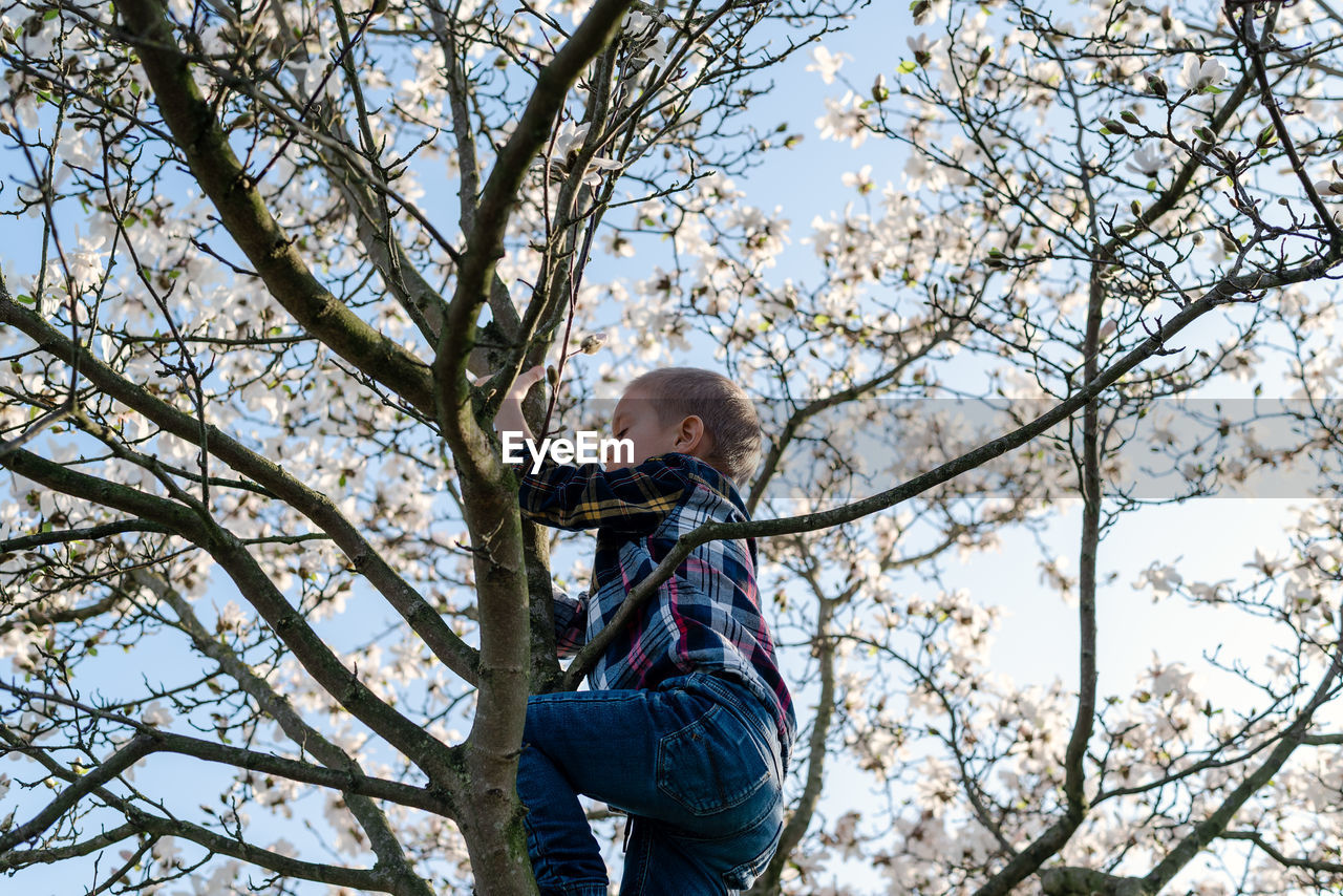 A boy climbs a blooming magnolia tree.