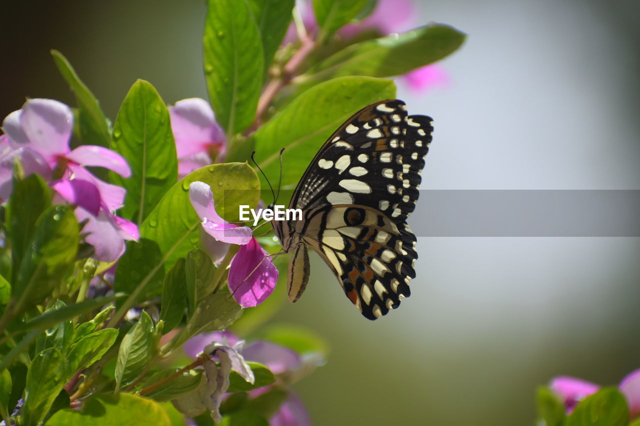 BUTTERFLY POLLINATING ON PINK FLOWER