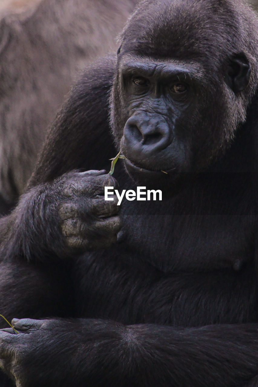 CLOSE-UP PORTRAIT OF GORILLA LOOKING AWAY