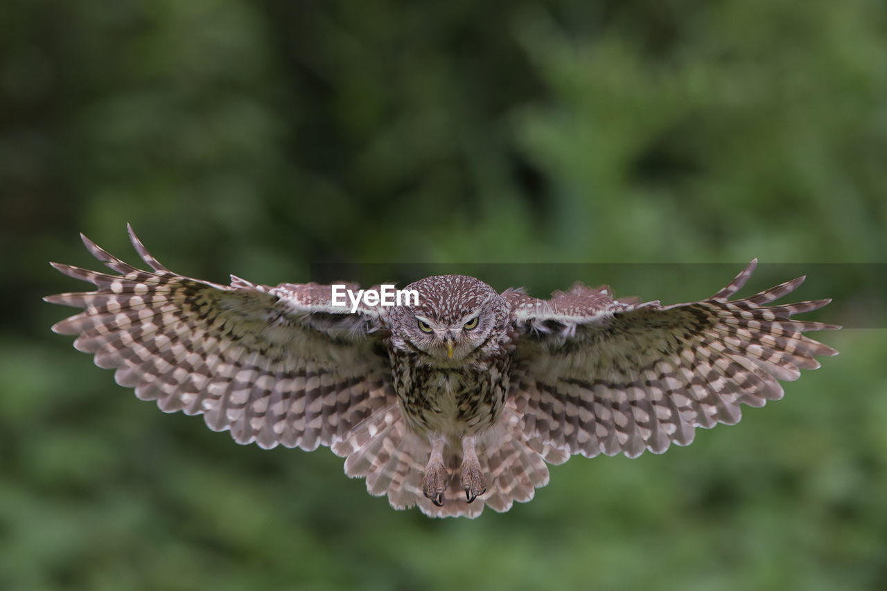 CLOSE-UP OF BUTTERFLY FLYING