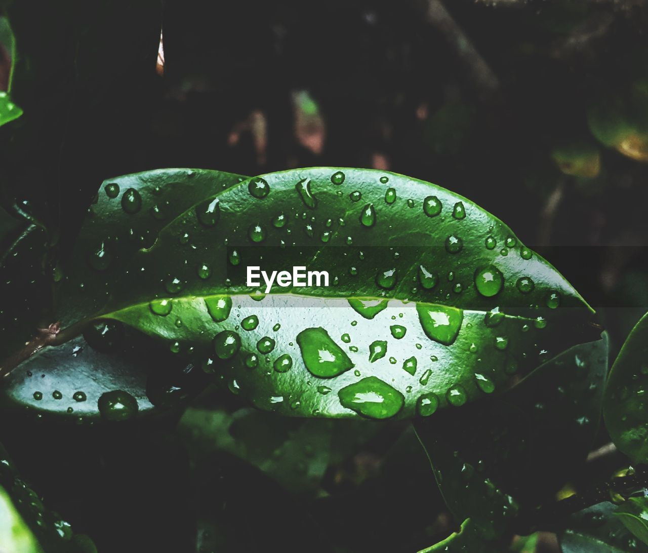 Close-up of raindrops on leaf