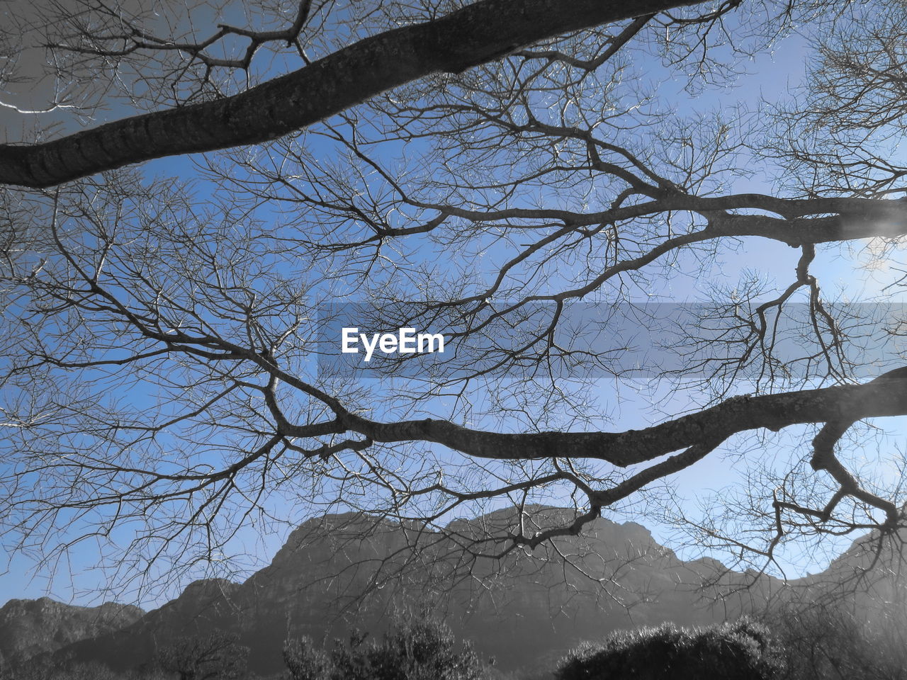 LOW ANGLE VIEW OF BARE TREES AGAINST SKY