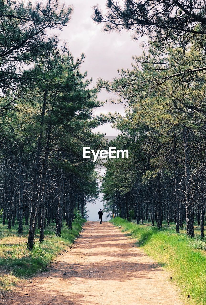 MAN WALKING ON FOOTPATH AMIDST TREES