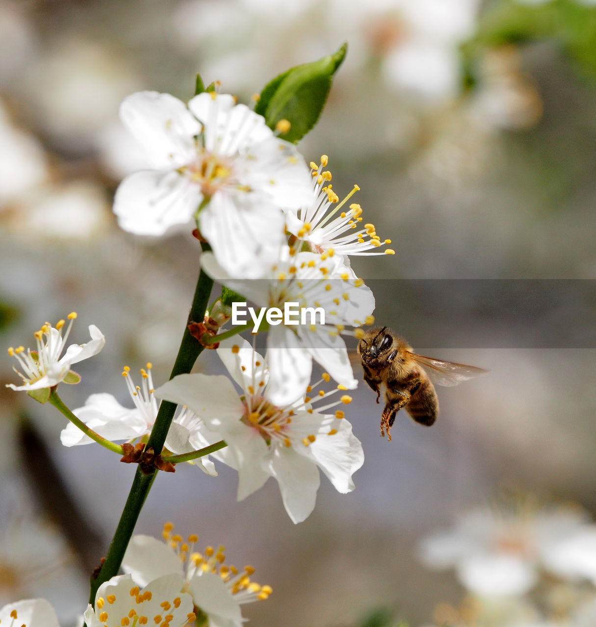 CLOSE-UP OF BEE POLLINATING ON FRESH FLOWER