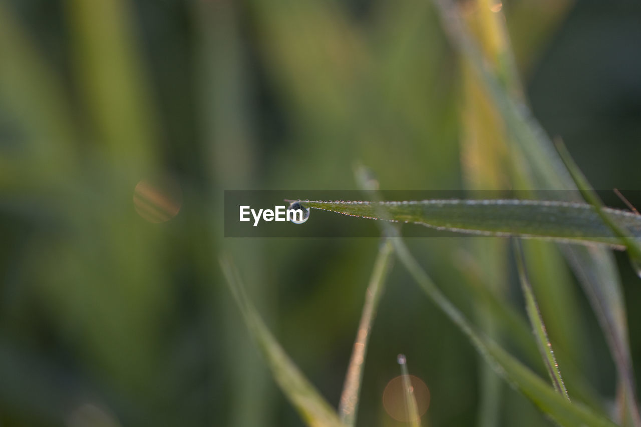 CLOSE-UP OF DEW DROPS ON PLANT