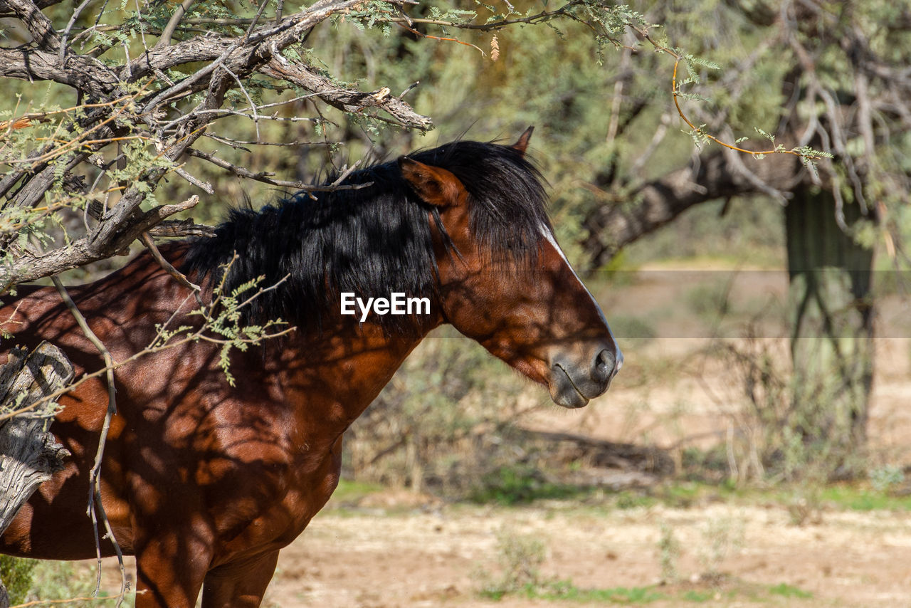 HORSE IN A FIELD