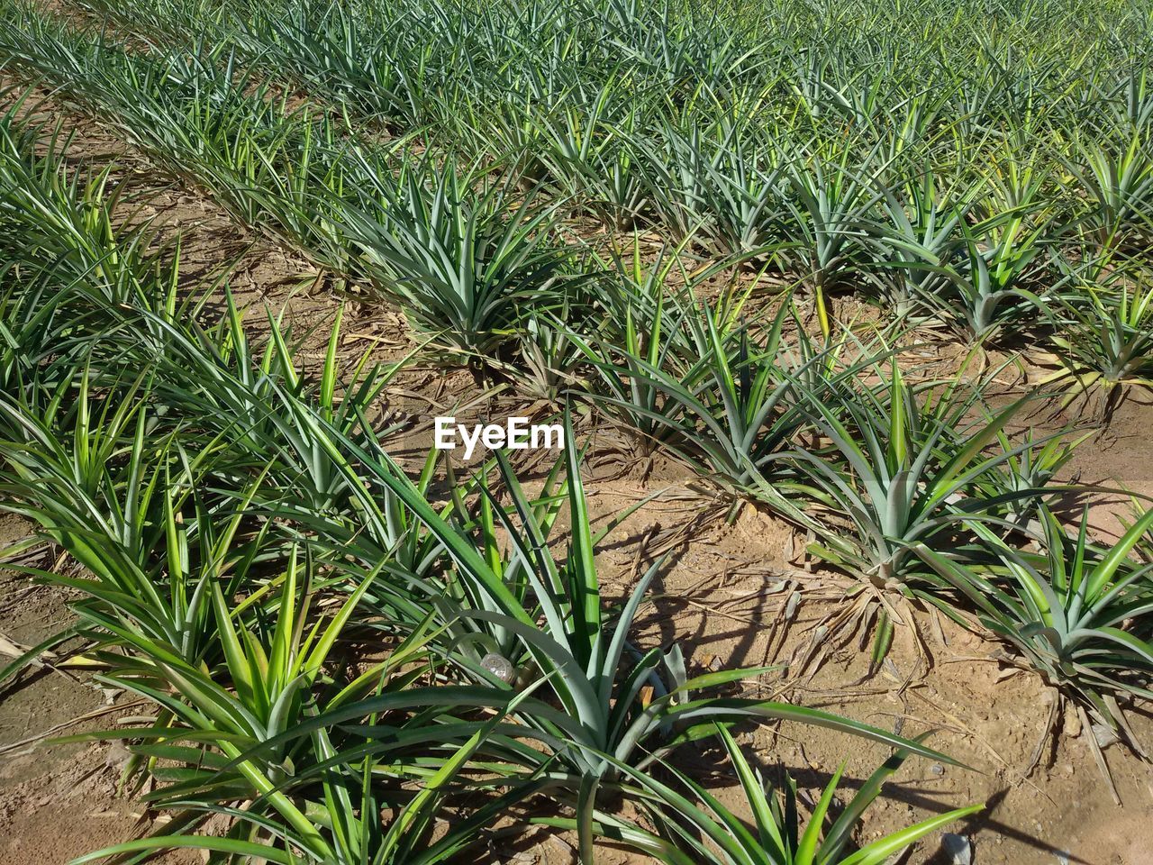 CLOSE-UP OF FRESH GREEN PLANTS