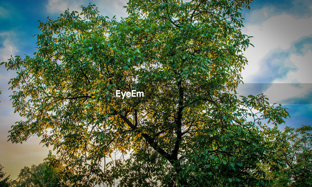 LOW ANGLE VIEW OF PLANT AGAINST SKY