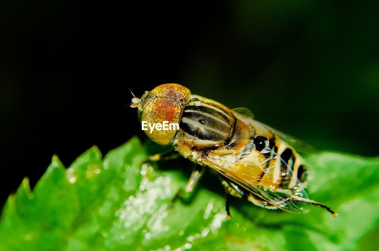 Close-up of hover fly insect on leaf