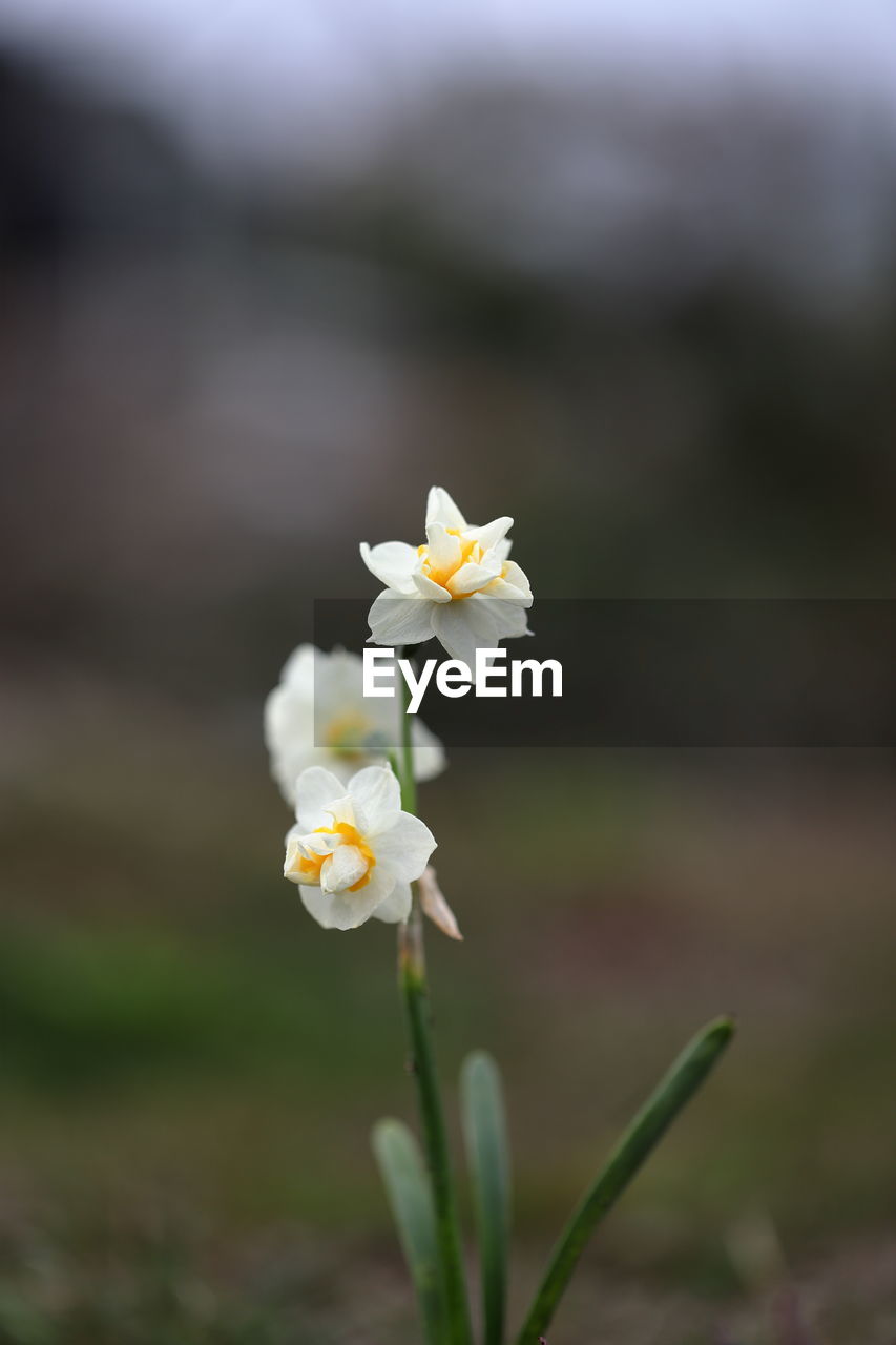 flower, flowering plant, plant, beauty in nature, freshness, fragility, nature, close-up, petal, flower head, white, yellow, focus on foreground, inflorescence, macro photography, springtime, growth, no people, blossom, outdoors, day, selective focus, wildflower, plant stem, botany, green, grass, pollen