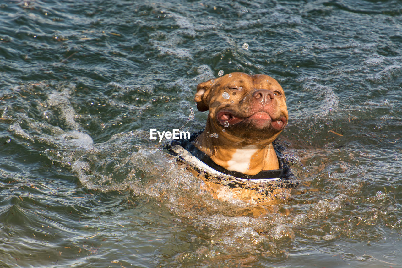 HIGH ANGLE PORTRAIT OF DOG IN WATER