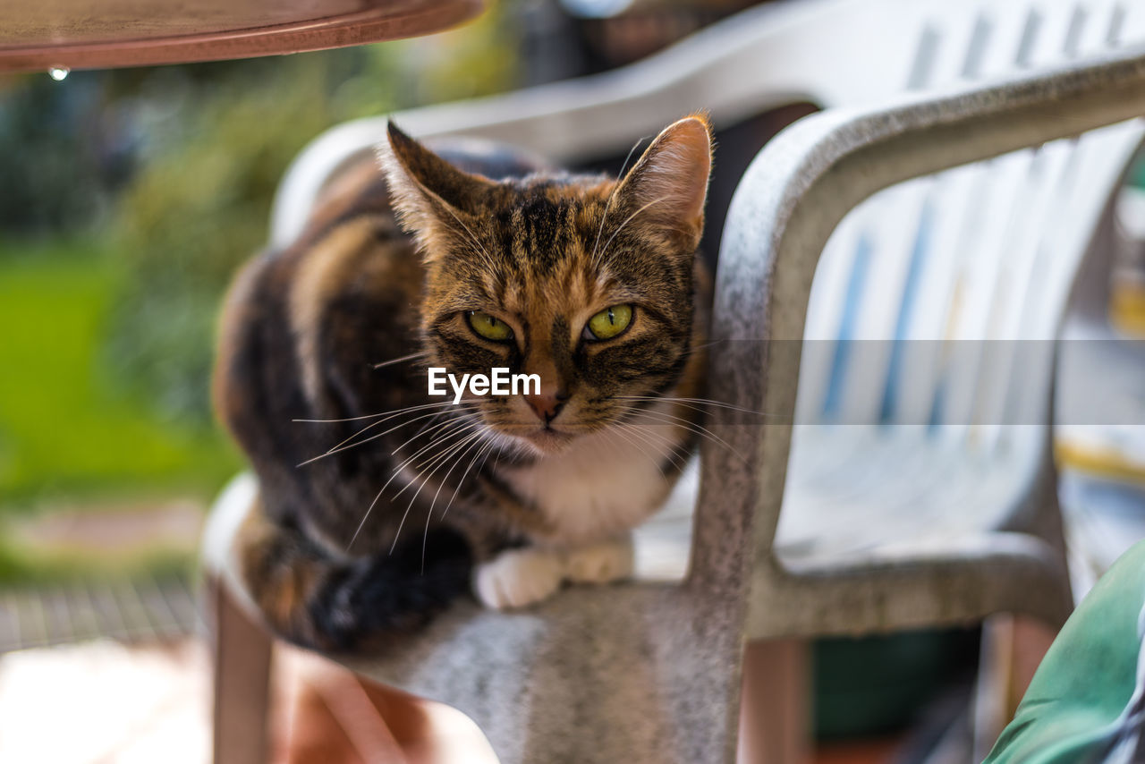 Close-up of cat looking at camera