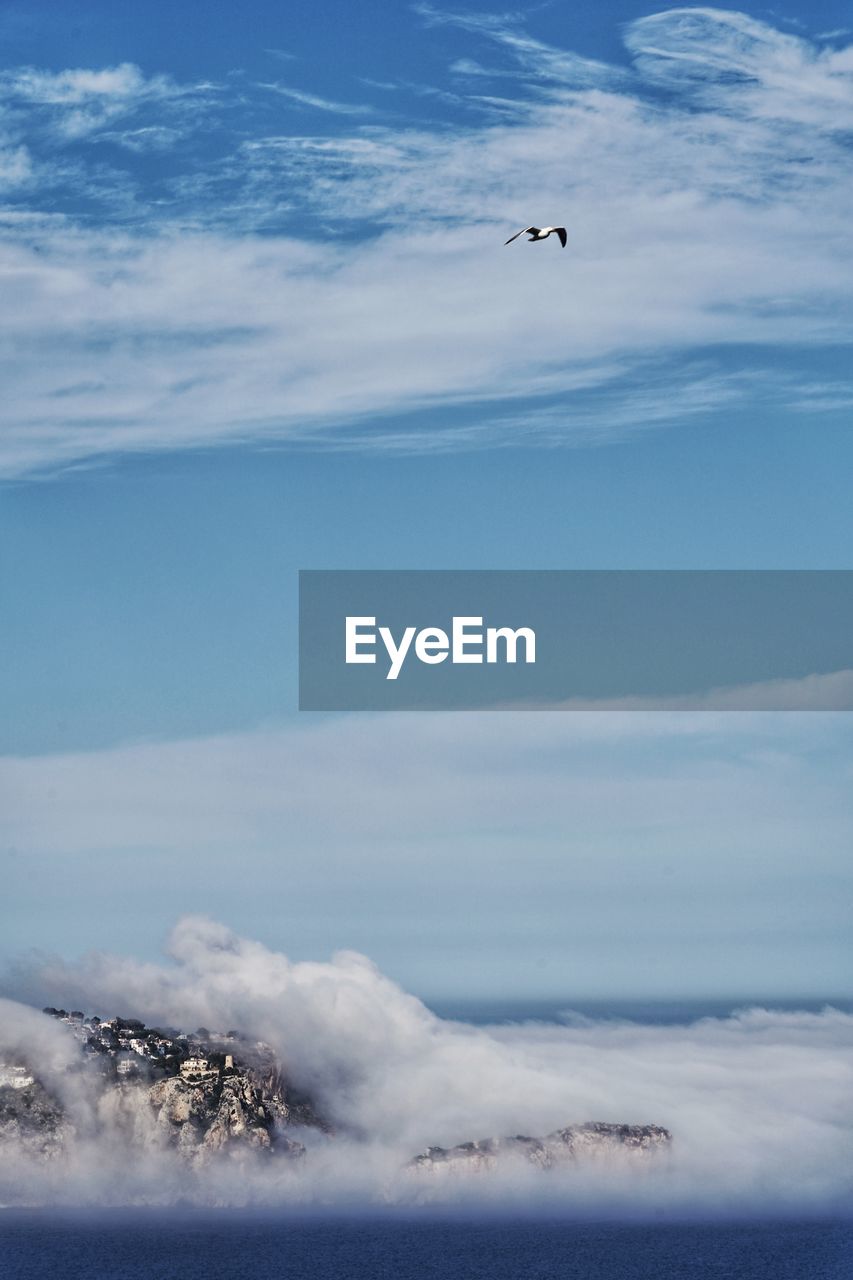 SEAGULL FLYING IN A SKY