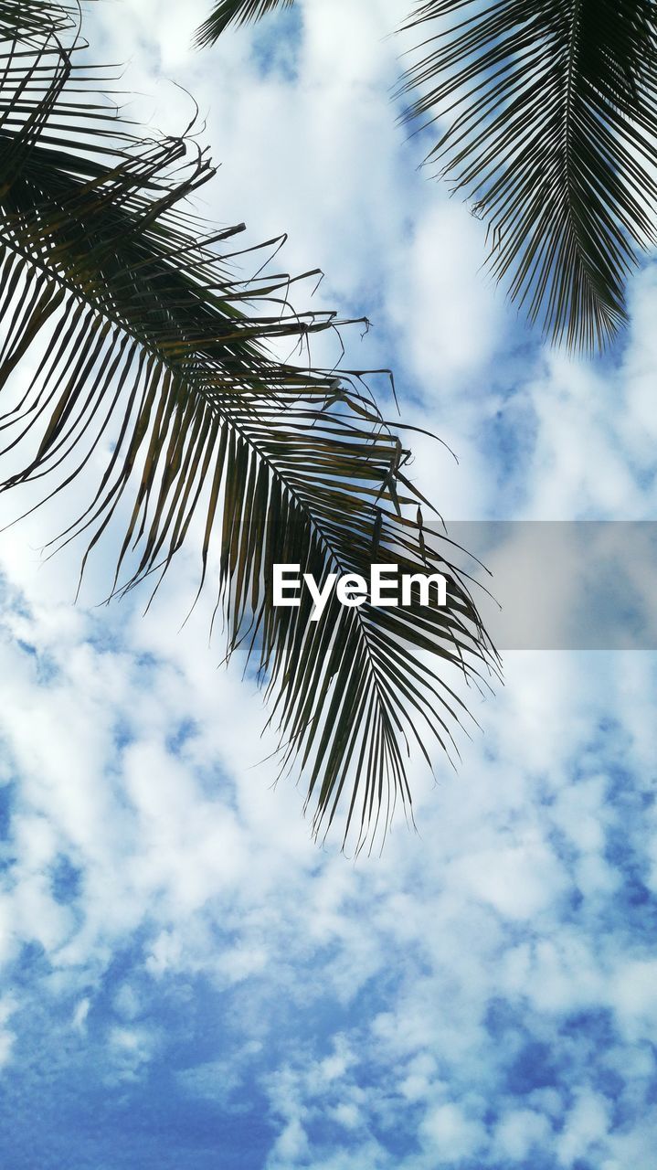 Low angle view of tree against sky