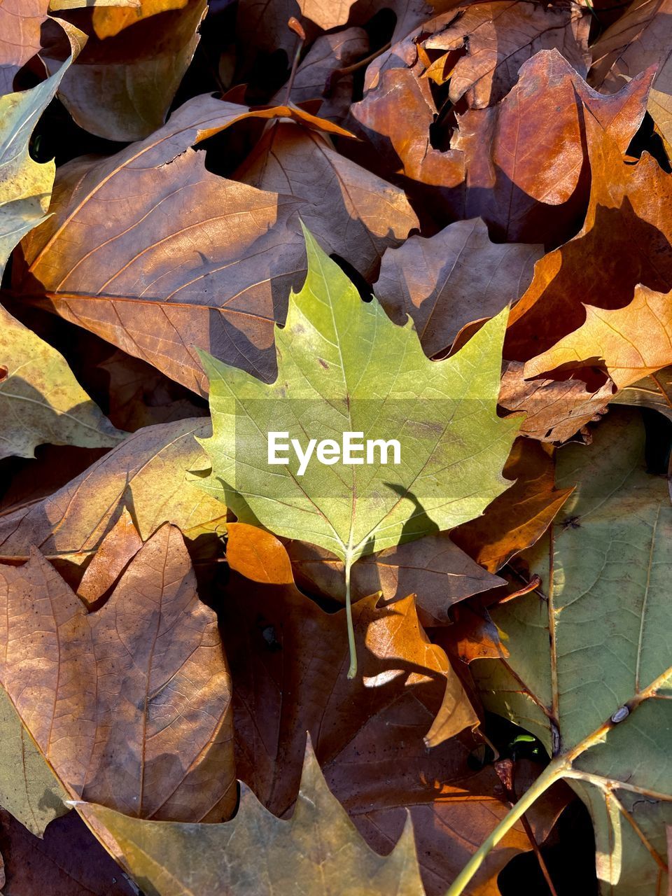 CLOSE-UP OF DRY MAPLE LEAVES ON AUTUMNAL