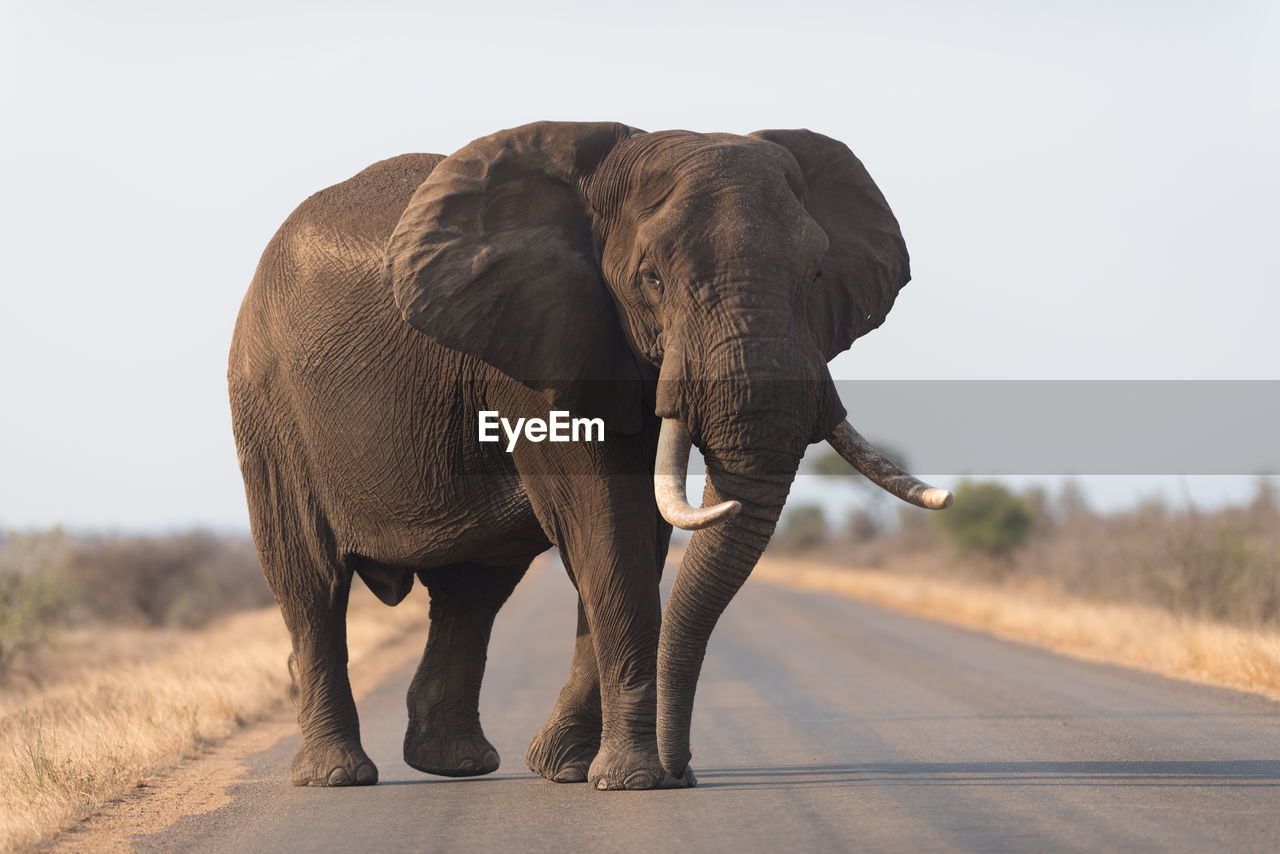 ELEPHANT STANDING ON ROAD