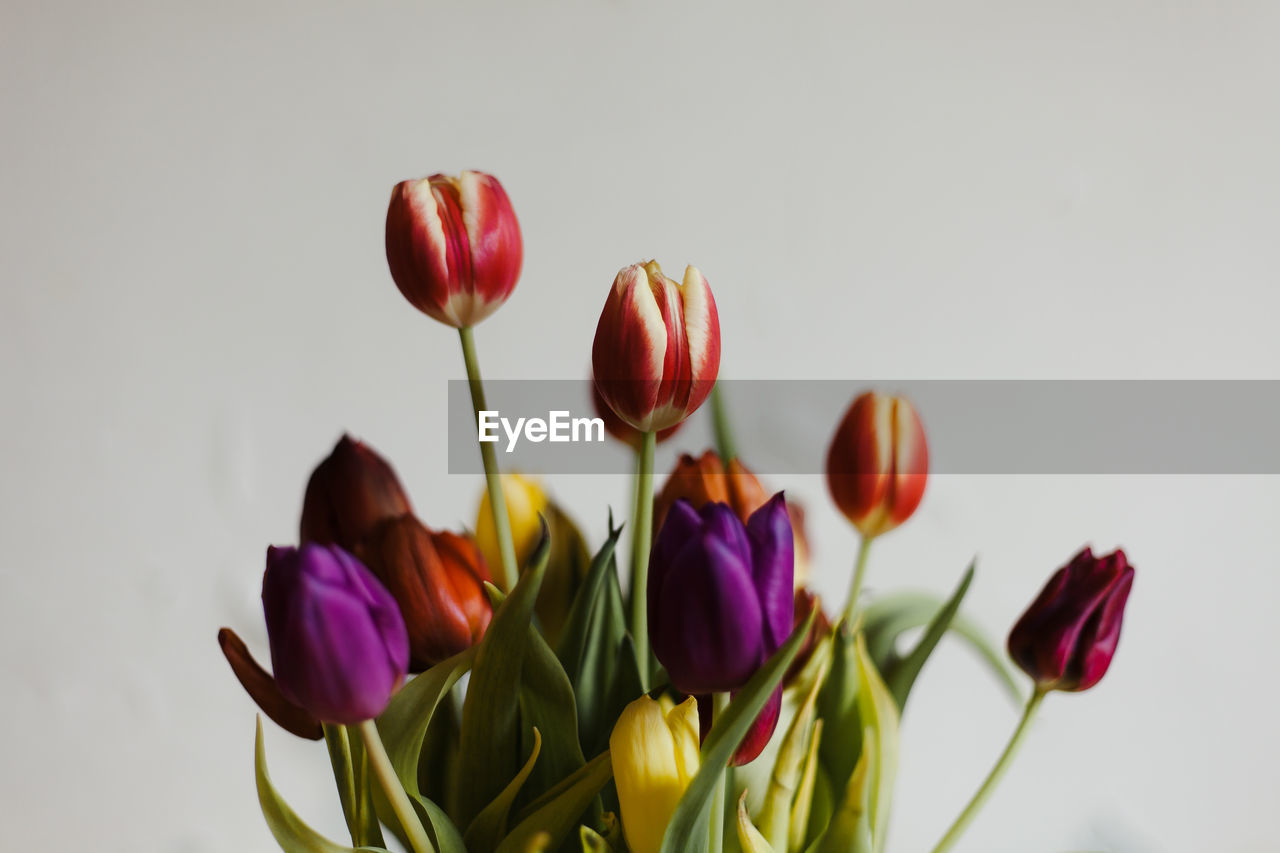 Close-up of colorful tulips against white background