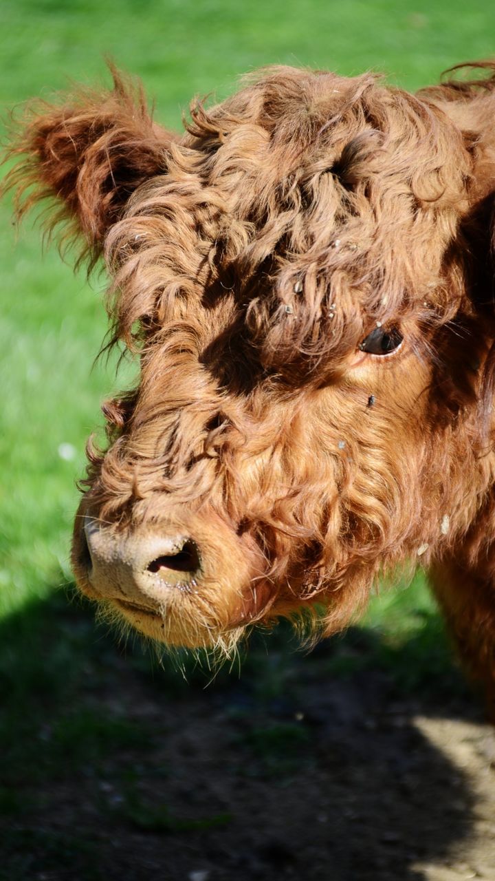 CLOSE-UP OF GIRAFFE