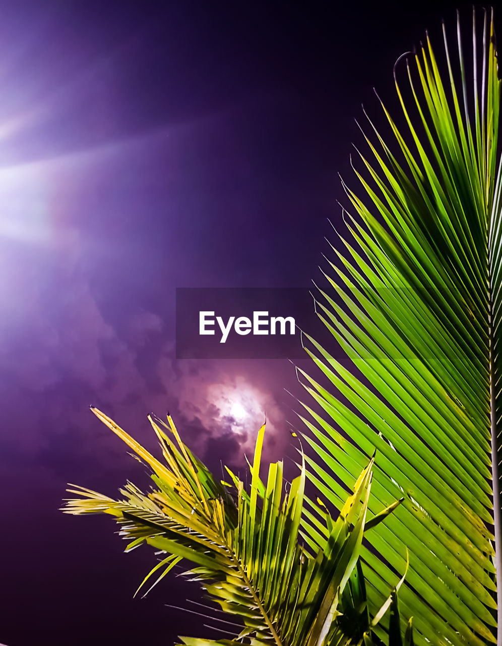 LOW ANGLE VIEW OF PALM TREE AT NIGHT