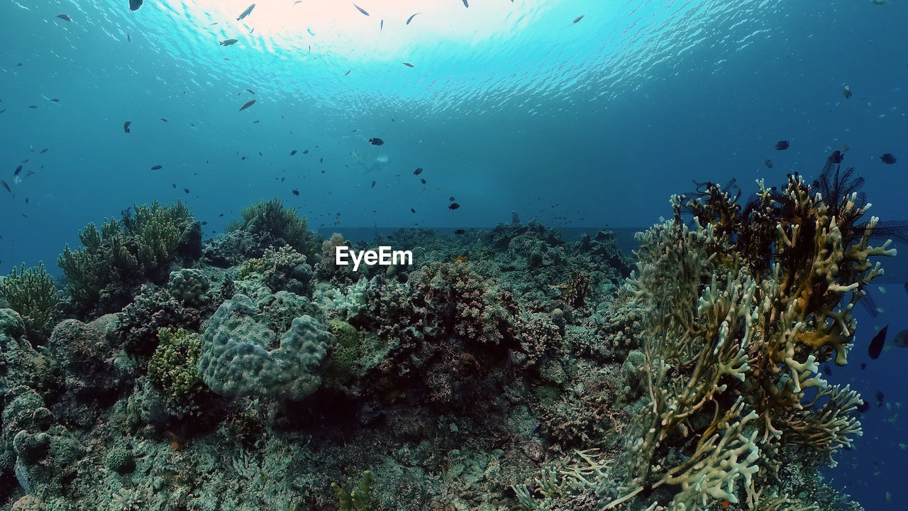 Tropical coral reef and fishes underwater. hard and soft corals. underwater video. philippines.