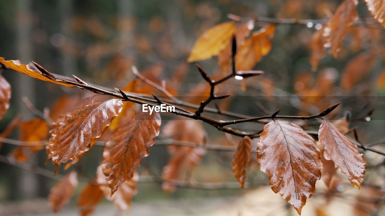 autumn, tree, branch, leaf, plant part, nature, twig, plant, dry, close-up, beauty in nature, focus on foreground, autumn collection, no people, outdoors, tranquility, sunlight, day, land, selective focus, orange color, environment, macro photography, spring, frost, maple leaf, brown, landscape, maple, forest, plant stem, winter, flower