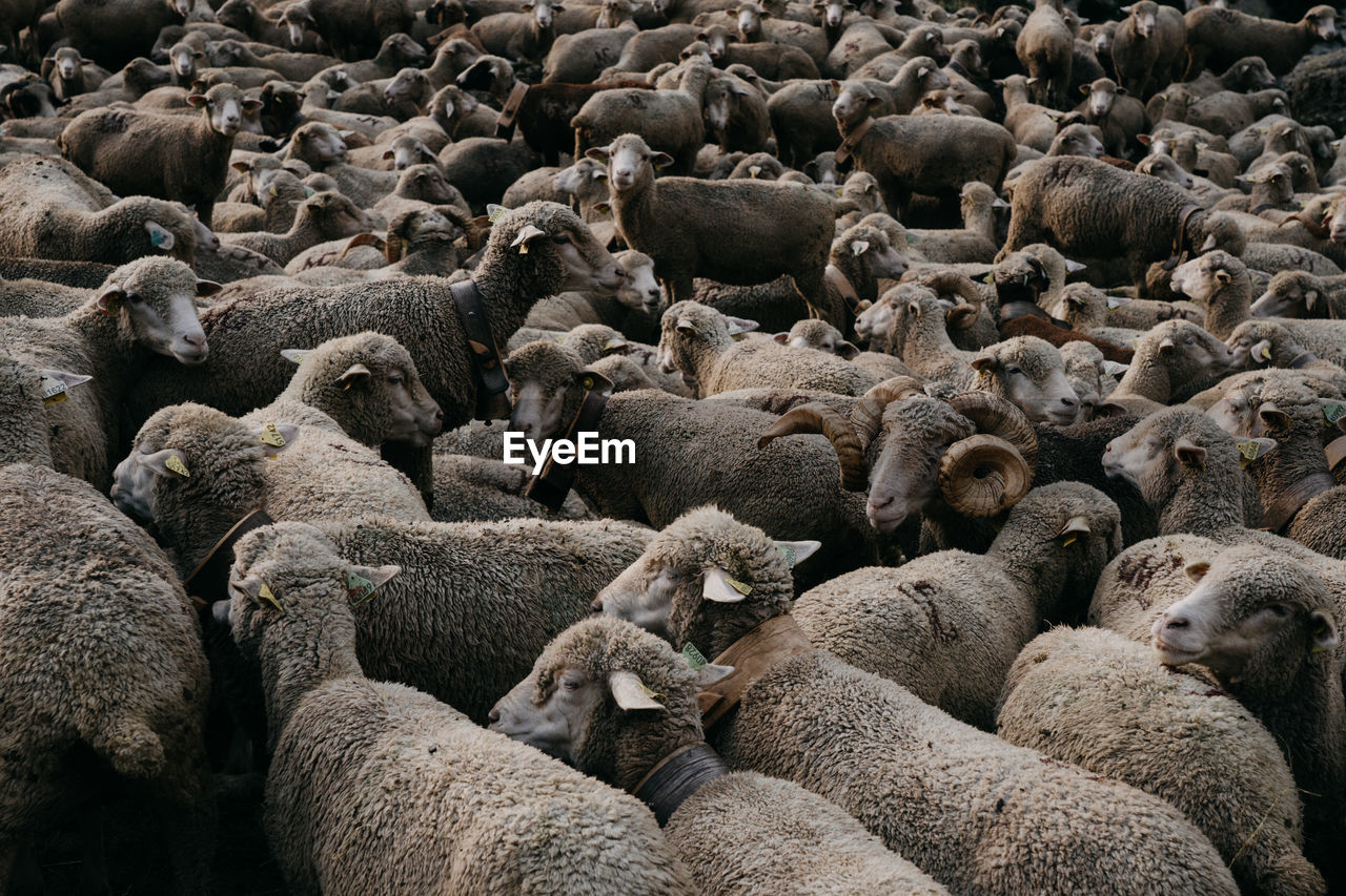 High angle view of sheep on land