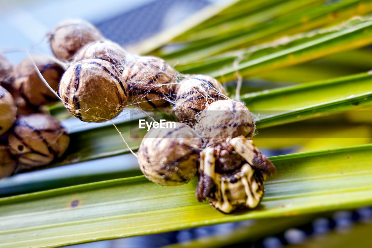 CLOSE-UP OF INSECTS ON PLANT