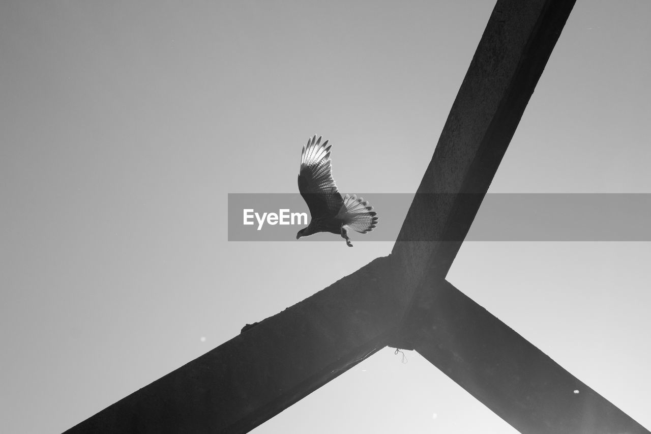 Low angle view of bird flying against clear sky