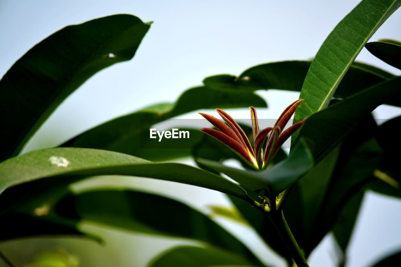 CLOSE-UP OF GREEN FLOWER